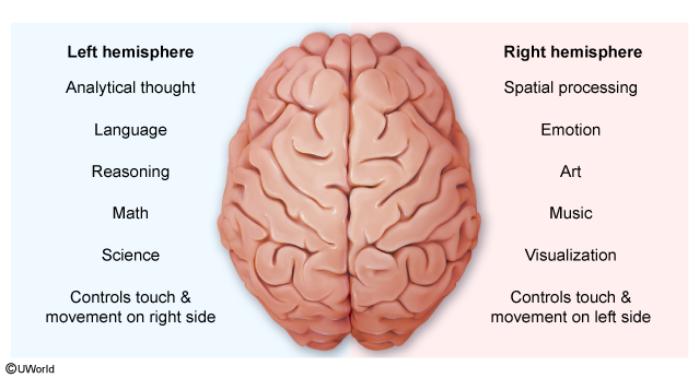 <p><strong>Hemispheric lateralization</strong><span>: the brain's right and left hemispheres are each specialized for certain processes (examples shown below).</span></p>