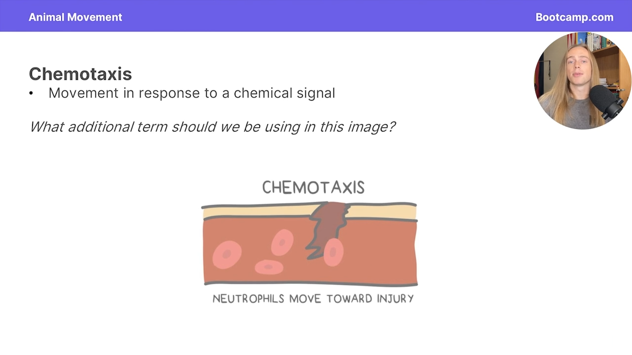 <p>movement in response to a chemical signal </p>