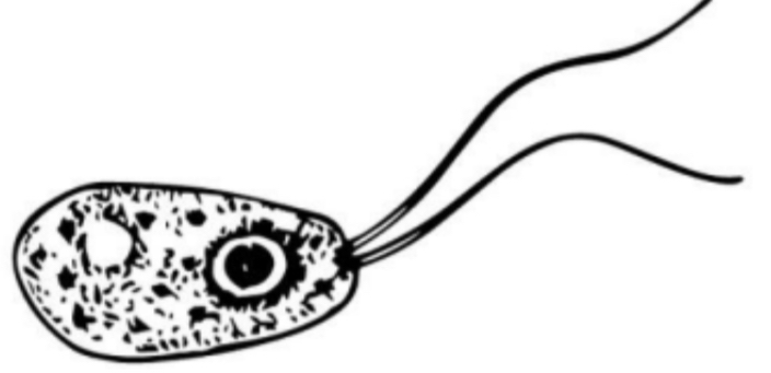 <p>SCIENTIFIC NAME</p>