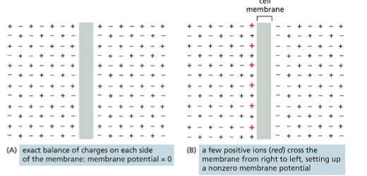 <p>Difference in electrical charge on two sides of membrane</p><ul><li><p>Used by <span style="color: yellow;">gradient-driven pumps </span>to carry out active transport (Symport, Antiport)</p></li></ul><ul><li><p><span style="color: yellow;">Electrical signaling</span></p></li></ul><p></p>