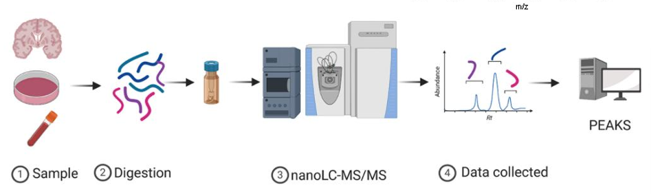 <ul><li><p>Analysis of the entire protein content of a cell, tissue, or organism under a specific condition</p></li><li><p>Protein expression profiling, functional proteomics, and phospho-proteomics</p></li><li><p>Identify and validate druggable proteins, study drug efficacy and toxicology, and disease stratification</p></li><li><p>Mass spectrometry is the main technique for proteome analysis</p></li></ul><p></p>