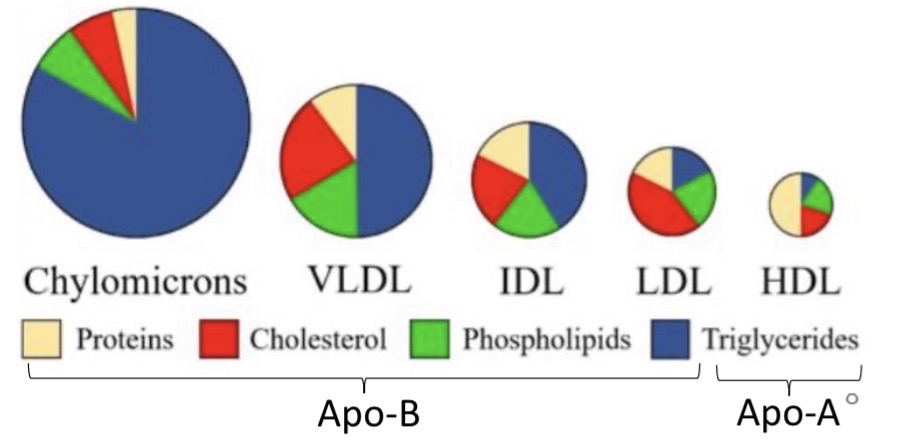 <ol><li><p>Chylomicrons</p></li><li><p>Very low-density lipoproteins</p></li><li><p>Low-density lipoproteins</p></li><li><p>High-density lipoproteins.</p></li></ol><p>proteins makes things denser</p>