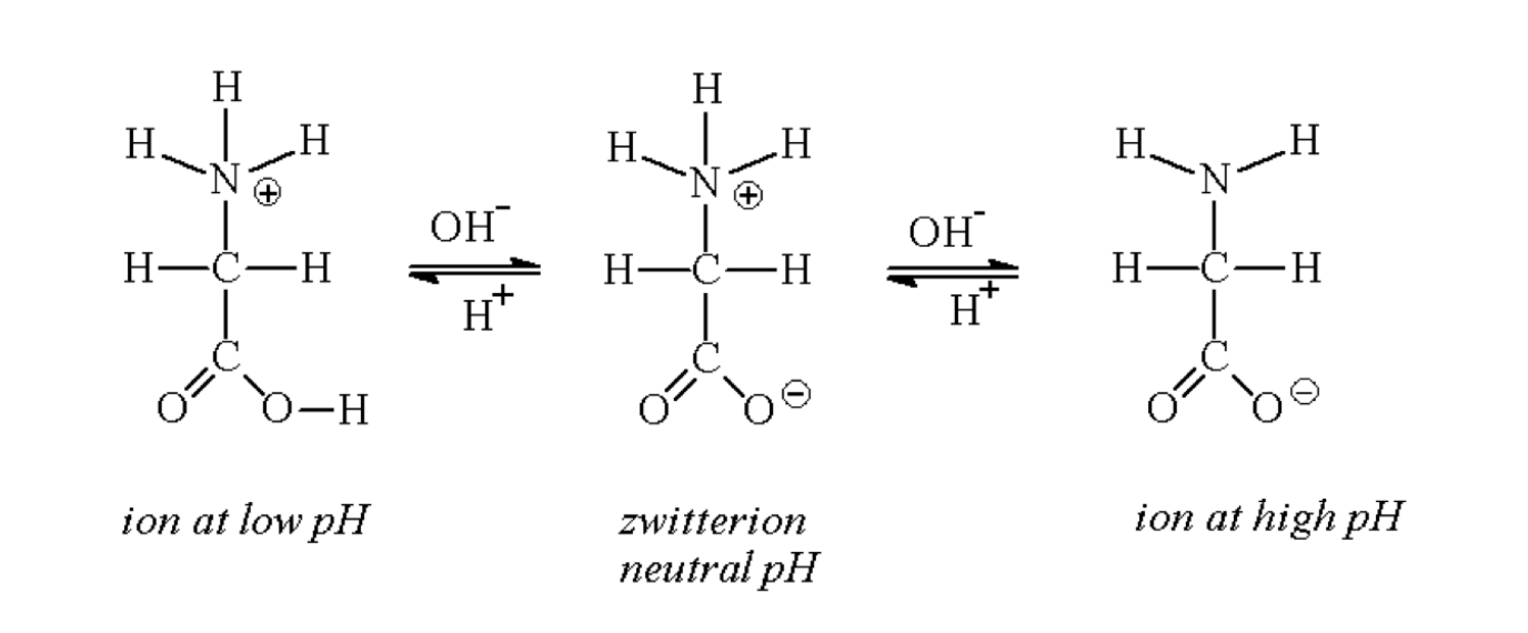 <p>Changes in ___________ of H + and OH – can drastically affect the chemistry of a cell’s Amino acids, proteins, enzymes, and other molecules are affected</p><ul><li><p>Adding certain solutes, called acids and bases, modifies the concentrations of H + and OH –</p></li></ul><p></p>