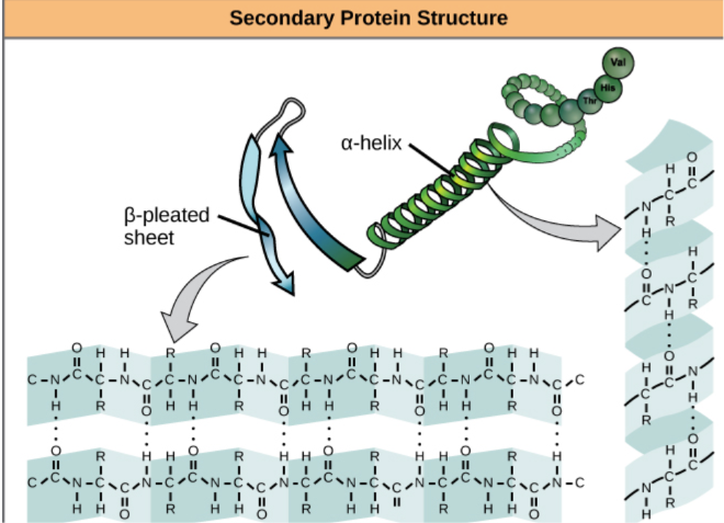 <p>alpha helix secondary protein structure </p>
