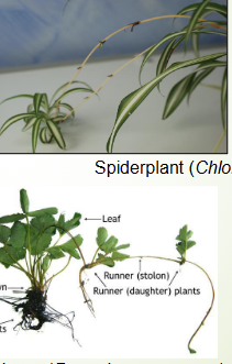 <p>Horizontal, extending above-ground stem or runner that takes root along points on its length to form new plants</p>