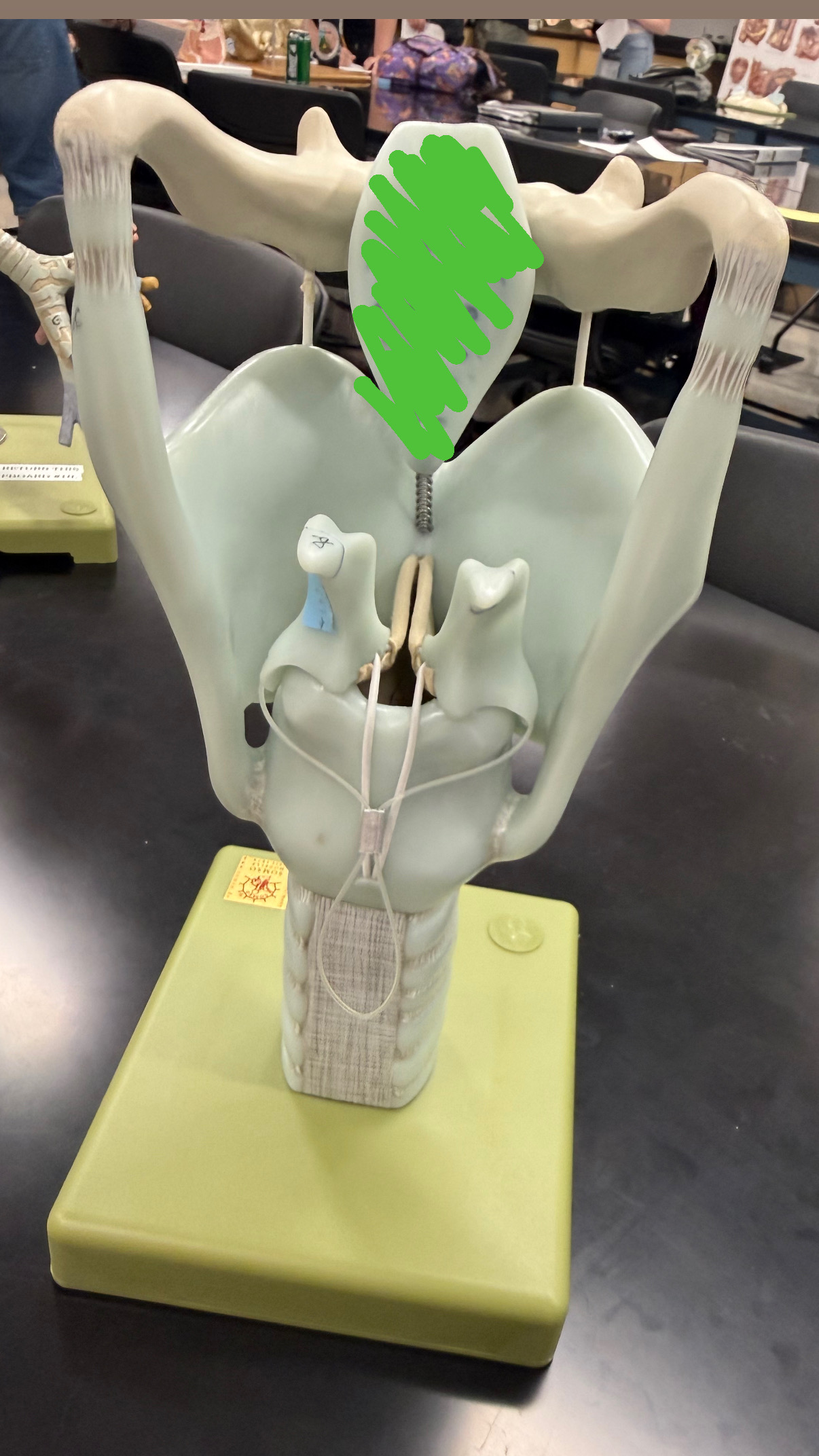 <p>larynx- green section</p>