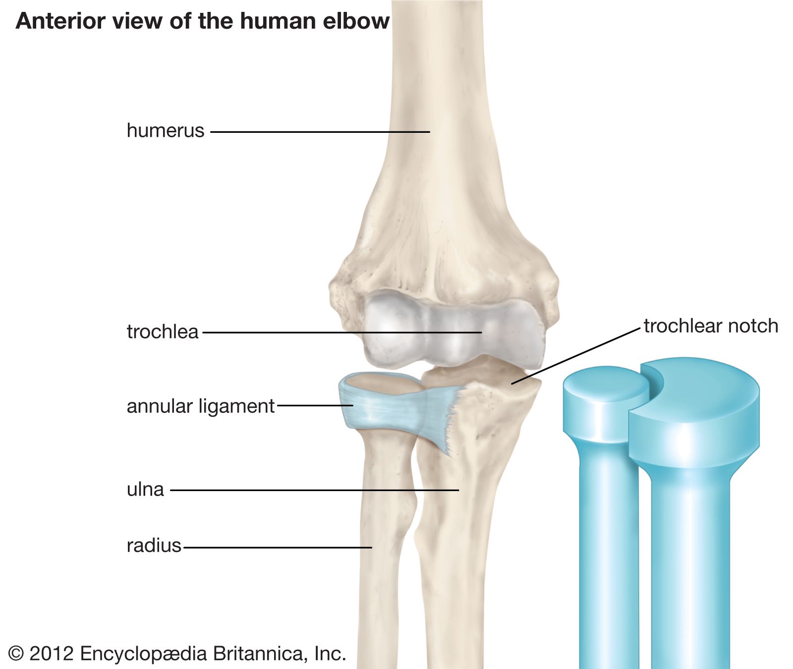 <p>one bone rotates about the other; think radius rotating on humerus</p>