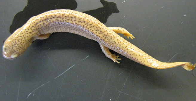 <p>Common name, Family, Scientific Name?</p>