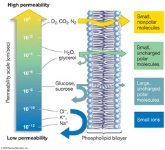 <p>Refers to the property of membranes (such as those formed by a lipid bilayer) that allow some substances to pass more readily through them than other substances</p><p>This property arises from phospholipids' tendency to form lipid bilayers in water. Phospholipids' polar heads face outward and interact with water, while their hydrophobic fatty acid tails are shielded on the inside. *Substances most able to cross the lipid bilayer must be able to 1) physically move past the polar heads and 2) interact with the inner fatty acid tails.*</p>