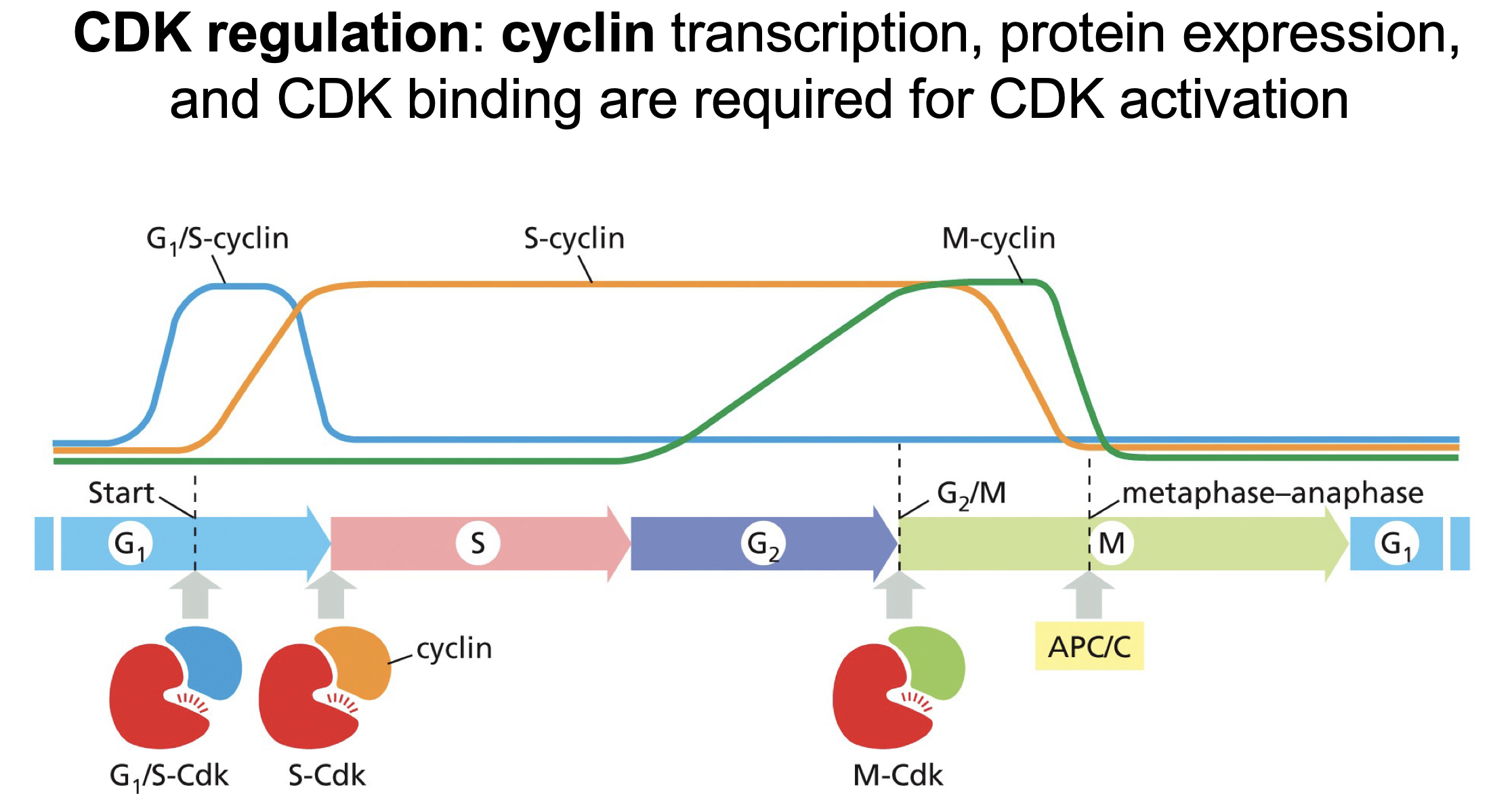 <p>Transcription of Cyclin in regulated (Not of CDK)</p><p></p>