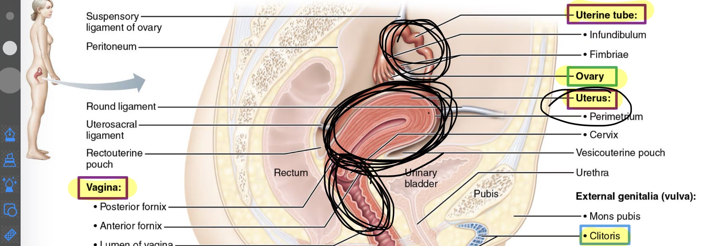 <ul><li><p>uterine (fallopian) tubes</p></li><li><p>Uterus</p></li><li><p>Vagina</p></li></ul><p></p>