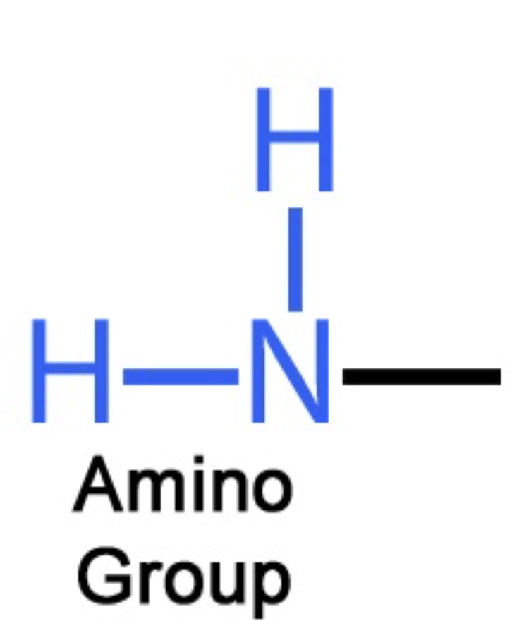 <p><span style="background-color: transparent;">Amino group: XX. XX. Ammonia would have an amino group. Because they act as XX, they have the ability to pick up protons from solution and become XX and they can donate them back to the solution as needed. You have write these as XX or XX. The simplest amino acid is XX</span></p>