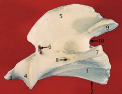<p>2?</p>