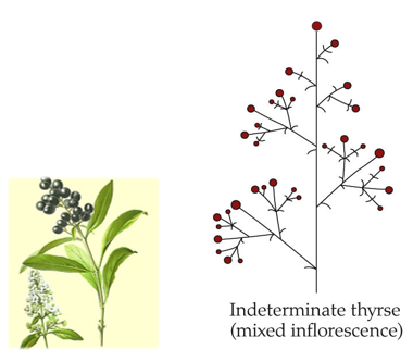 <p>Alle vertakkingen eindigen met een bloem. Zeer veel vertakkingen, soms vele verschillende types vertakkingen gecombineerd binnen de pluim. (alles wat niet racemeus of cymeus is)</p>