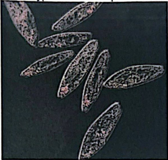<p>Jenner and Pasteur</p>