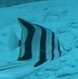 <p>FISHES (Class Actinopterygii)</p>