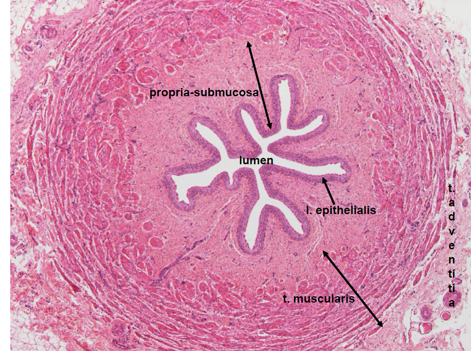 <p>preparaat en kleuring</p>