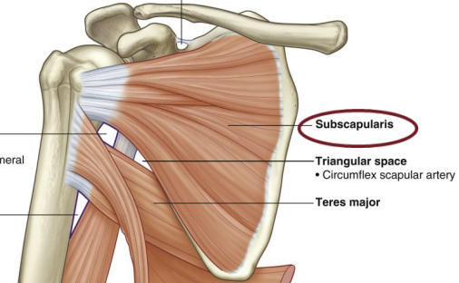<p><span style="background-color: transparent;"><strong>Rotator Cuff Muscle: </strong>subscapularis </span></p>