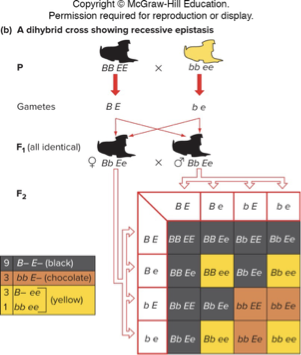 <p>Recessive Epistasis</p>
