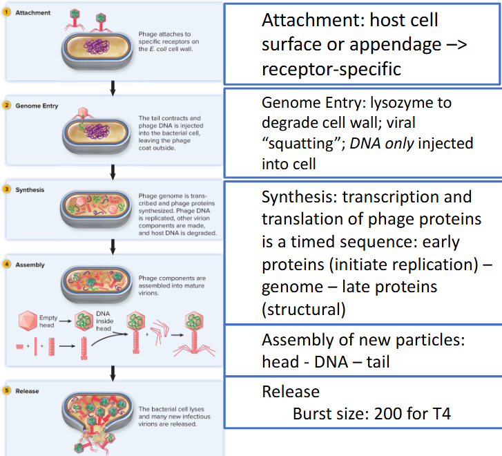 <ul><li><p>lytic/virulent phage (productive infection)</p></li><li><p>productive infections → new viral particles</p></li><li><p>30 min cycle</p></li><li><p>T4 model — dsDNA; <em>E. coli</em></p></li></ul><p></p>
