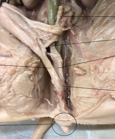 <p>Where is the vagina and what does it do?</p>