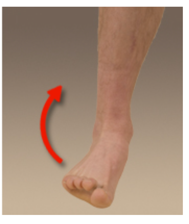 <p>______ of the foot is to turn the sole of the foot outward.</p>