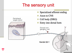 <p>A single afferent neuron plus all of the receptors it innervates</p>