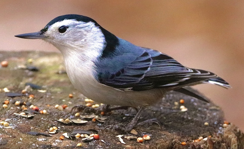 knowt flashcard image