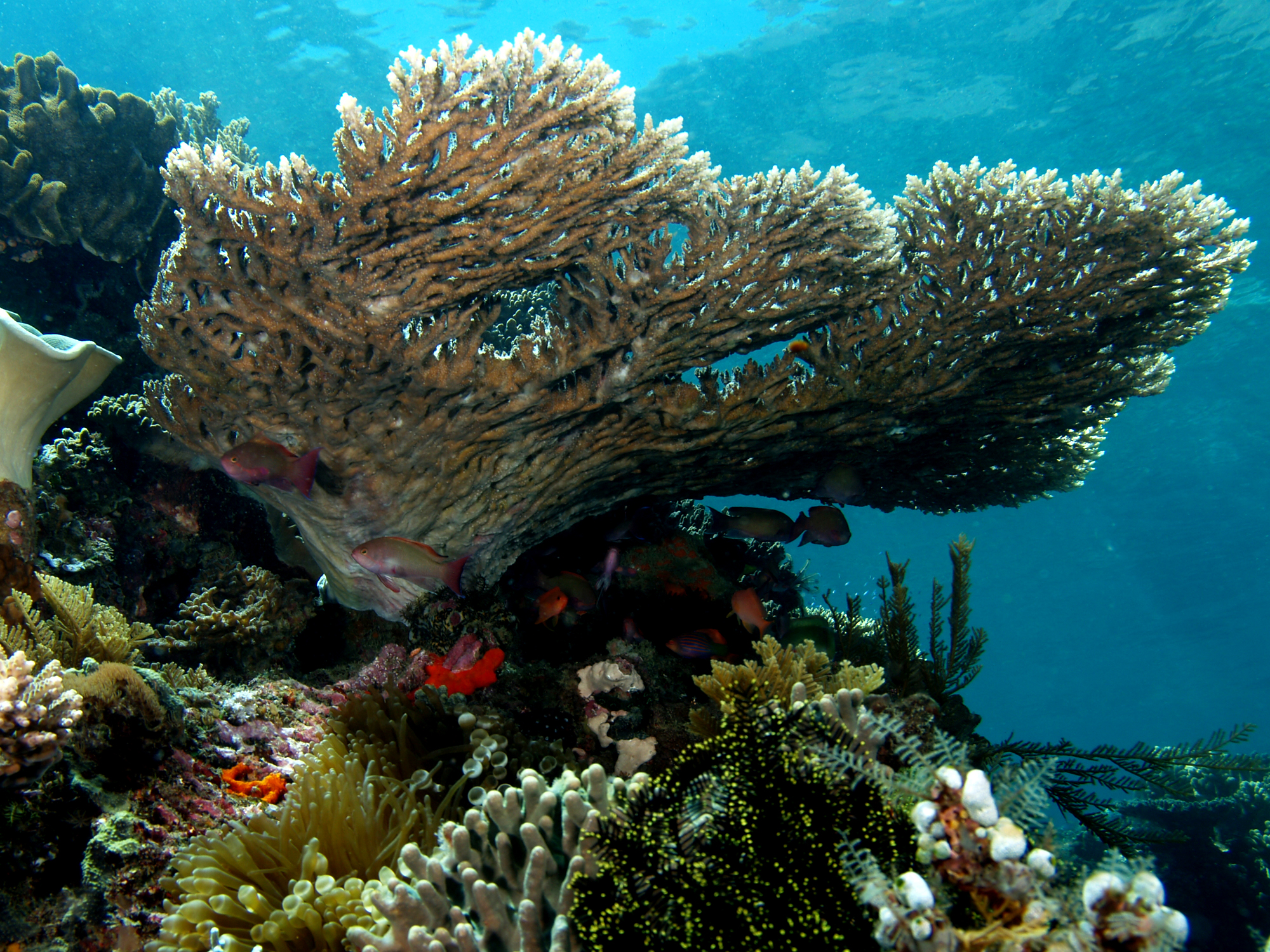 <p>What kind of coral is this?</p>