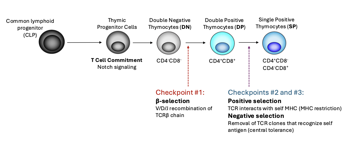 <p>critical selection steps before becoming mature T cells</p><ul><li><p>Common lymphoid progenitor (CLP) </p></li><li><p>Thymic Progenitor Cells (T Cell Commitment- Notch Signalling) </p></li><li><p>Double Negative Thymocytes (DN) </p><ul><li><p>Checkpoint #1: Beta selection - V/D/J recombination of TCR beta chain </p></li></ul></li><li><p>Double Positive Thymocytes (DP) </p><ul><li><p>Checkpoint #2: Positive Selection - TCR interacts with self MHC (MHC restricition)</p></li><li><p>Checkpoint #3: Negative Selection: Removal of TCR clones that recognize self antigen (central tolerance)</p></li></ul></li></ul><p></p>