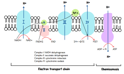 <p><span style="background-color: transparent;">-Uses NADH and FADH₂ to produce most ATP.</span></p><p><span style="background-color: transparent;">-Pathway:</span></p><p><span style="background-color: transparent;">Complex I: NADH → NAD⁺ (electrons enter ETC; pumps H⁺)</span></p><p><span style="background-color: transparent;">Complex II: FADH₂ → FAD (electrons enter ETC; does not pump H⁺)</span></p><p><span style="background-color: transparent;">Complex III: Transfers electrons to Cyt c; pumps H⁺</span></p><p><span style="background-color: transparent;">Complex IV: Transfers electrons to O₂ → H₂O; pumps H⁺</span></p><p><span style="background-color: transparent;">Complex V (ATP synthase): H⁺ gradient → ATP</span></p><p><span style="background-color: transparent;">-No O₂: ETC stops →&nbsp; ↓ ATP production → NADH accumulates.</span></p><p><span style="background-color: transparent;">-Complex II inhibition: FADH₂ cannot donate electrons = ↓ ATP production.</span></p><p><span style="background-color: transparent;">-ATP synthase inhibition: H⁺ gradient builds up = ↓ ATP production</span></p><p><span style="background-color: transparent;">-Uncoupling: H⁺ gradient dissipates → ↓ ATP, ↑ heat.</span></p>