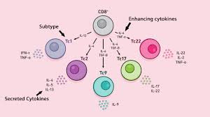 <p>Major histocompatibility complex class I molecules are used to attract _____.</p>