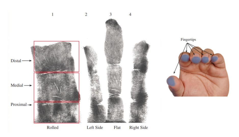 <p>Recording of all FRS on hands…</p><ul><li><p>Distal, medial &amp; proximal joints of fingers</p><ul><li><p>Fully rolled</p></li><li><p>Left edge</p></li><li><p>Flat</p></li><li><p>Right edge</p></li></ul></li><li><p>Extreme fingertips</p></li><li><p>Palm prints</p><ul><li><p>Full palm </p></li><li><p>Writer’s palm</p></li><li><p>Thenar - this is not always recorded separately because it’s usually visible enough in the full palm</p></li></ul></li></ul><p></p>