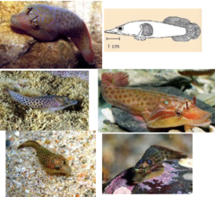 <p>Shore clingfish</p>