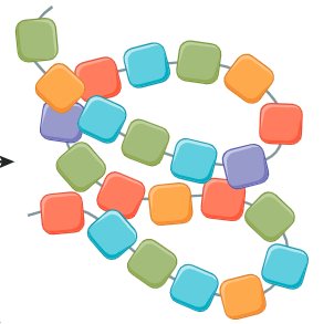 <p>A long polymer of amino acids</p>
