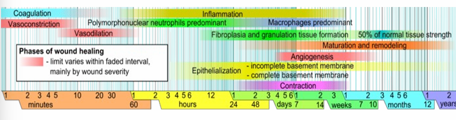 <p>1) hemostasis: within minutes post-injury, platelets aggregate at the injury site to form a fibrin clot</p><p>2) inflammatory: bacteria and debris are phagocytosed and removed, and factors are released that cause the migration and division of cells involved in the proliferative phase</p><p>3) proliferative: angiogenesis, collagen deposition, granulation tissue formation, epithelialization, and wound contraction</p><p>4) remodeling: collagen is remodeled and realigned along tension lines and cells that are no longer needed are removed by apoptosis</p>