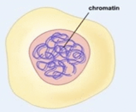 <p>uncoiled and loosely packed form of DNA</p>