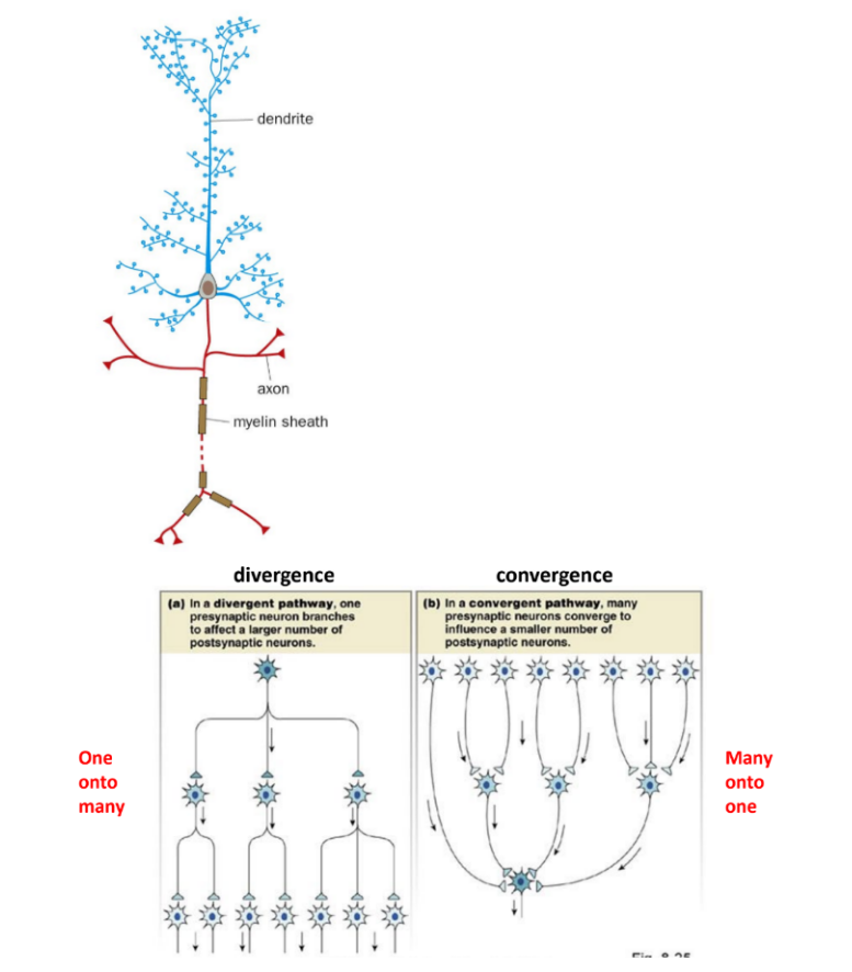 <p>despite <u>heterogeneity</u>/diversity, most neurons have a basic common structure</p><ul><li><p>dendrites &amp; soma <u>receive </u>inputs</p></li><li><p>soma <u>integrate </u>inputs</p></li><li><p>axon <u>makes &amp; transmits</u> the signal/nerve impulse to its targets (some of these axons are myelinated, so some have faster transmission of signals/nerve impulses)</p><ul><li><p>axon is <u>6</u> orders of magnitude (few micrometers - tens of cm)</p></li></ul></li></ul><p>__</p><p>true</p><p>_</p><p>neurons have <u>ONE </u>axon that can be <u>HIGHLY BRANCHED</u></p><ul><li><p><strong><u>divergence</u></strong>: 1 axon → 10,000 different post- neurons<span style="color: purple;"> (one to many)</span></p><ul><li><p>1 pre- branches/diverges to affect many post-</p></li></ul></li><li><p><strong><u>convergence</u></strong>: multiple highly branched dendrites that receive multiple connections (from multiple neurons’ axons) <span style="color: purple;">(many to one)</span></p><ul><li><p>many pre- converge to affect 1 post-</p></li></ul></li></ul><p>_</p><p>true</p><p></p>