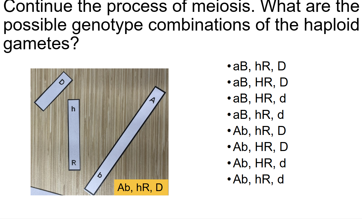 <p><span style="background-color: transparent;">genes </span></p><p><span style="background-color: transparent;">single </span></p><p><span style="background-color: transparent;">identical </span></p><p></p><p><span style="background-color: transparent;">Reproductive </span></p><p><span style="background-color: transparent;"><strong>haploid</strong> </span></p><p><span style="background-color: transparent;">Meiosis</span></p><p><span style="background-color: transparent;"><strong>diploid</strong> </span></p><p><span style="background-color: transparent;">Mitosis</span></p><p></p><ol><li><p><span style="background-color: transparent;">Independent assortment&nbsp;</span></p></li></ol><p><br></p><ol start="2"><li><p><span style="background-color: transparent;">Crossing over</span></p></li></ol><p></p>
