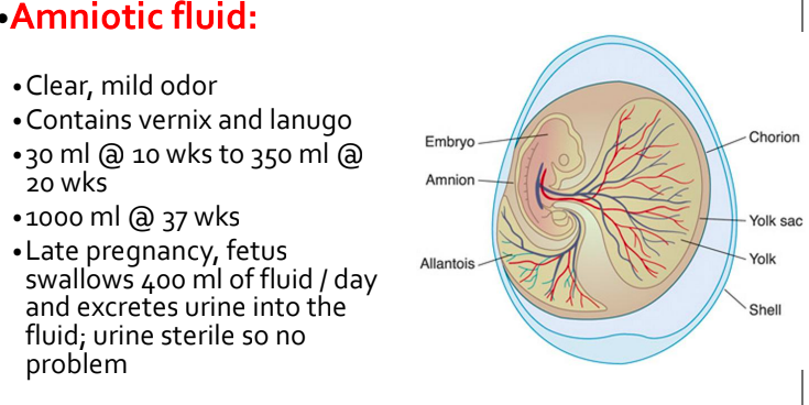 <ul><li><p>maintains even temp</p></li><li><p>prevents amniotic sac  from gluing to fetal sin</p></li><li><p>symmetric growth of fetus</p></li><li><p>allows fetal movement</p></li><li><p>cushion to prevent fetus </p></li></ul><p></p>