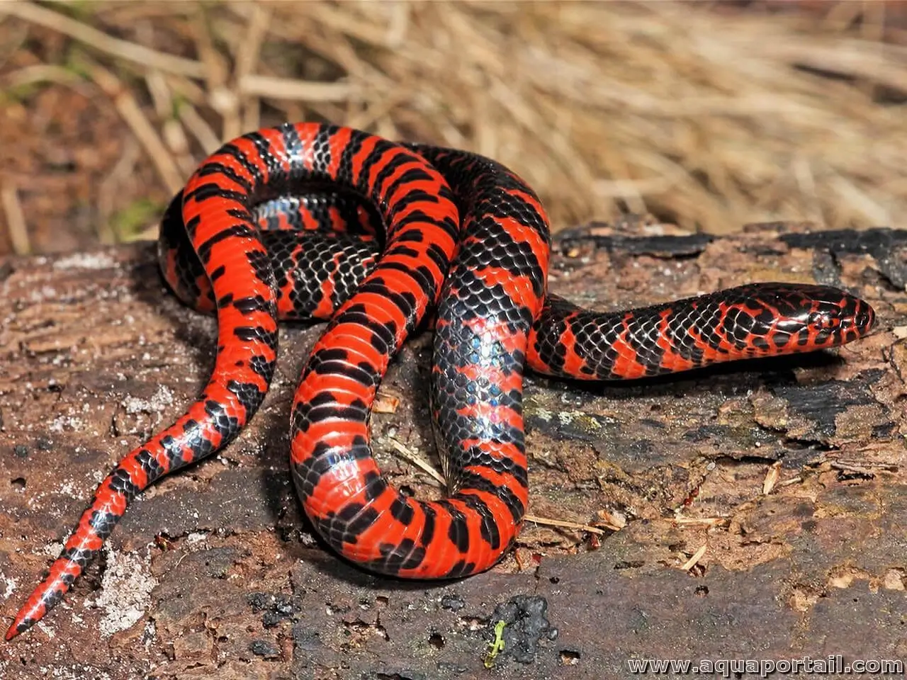 <p>Alethinophidia, Colubroidea, Colubridae<br>- Rear fang<br>+2k species</p>