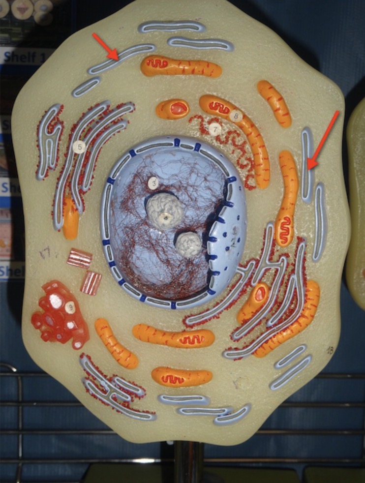 <p>Name the organelle 4</p>