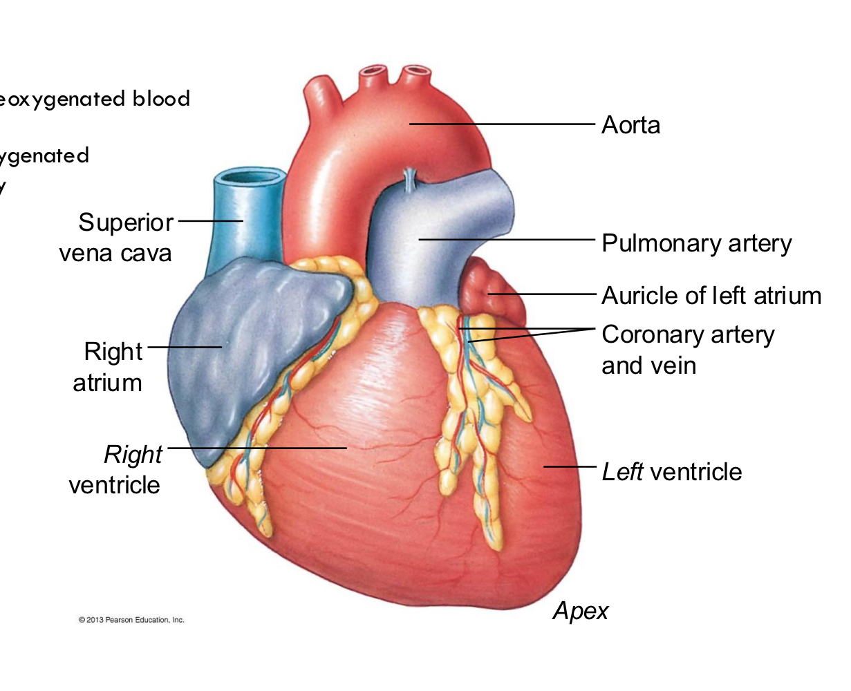 <p>arteries and veins</p>