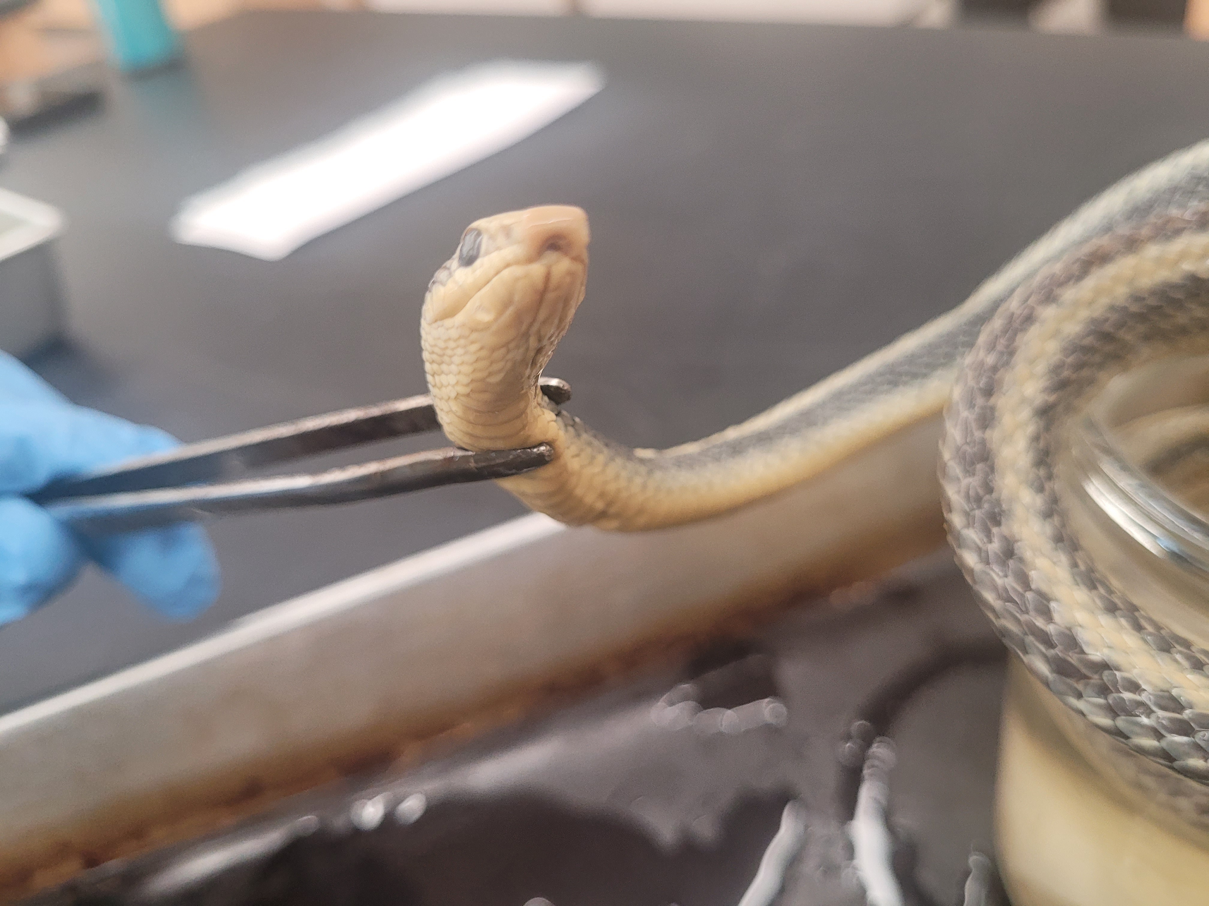 <p>What species is this</p>