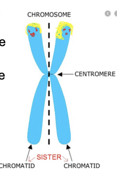 <p>The two replicated chromosomes as a unit</p>