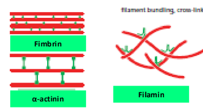 <ol><li><p><strong>Fimbrin</strong> = rigid, parallel, tightly bundled actin (protein = short) </p></li><li><p><strong>α-actinin</strong> = rigid, parallel, not as tightly bundled actin (protein = longer)</p></li><li><p><strong>Filamin</strong> = flexible, gel-like actin networks</p></li></ol><p></p>