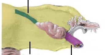 <p>What structure is shaded yellow?</p>