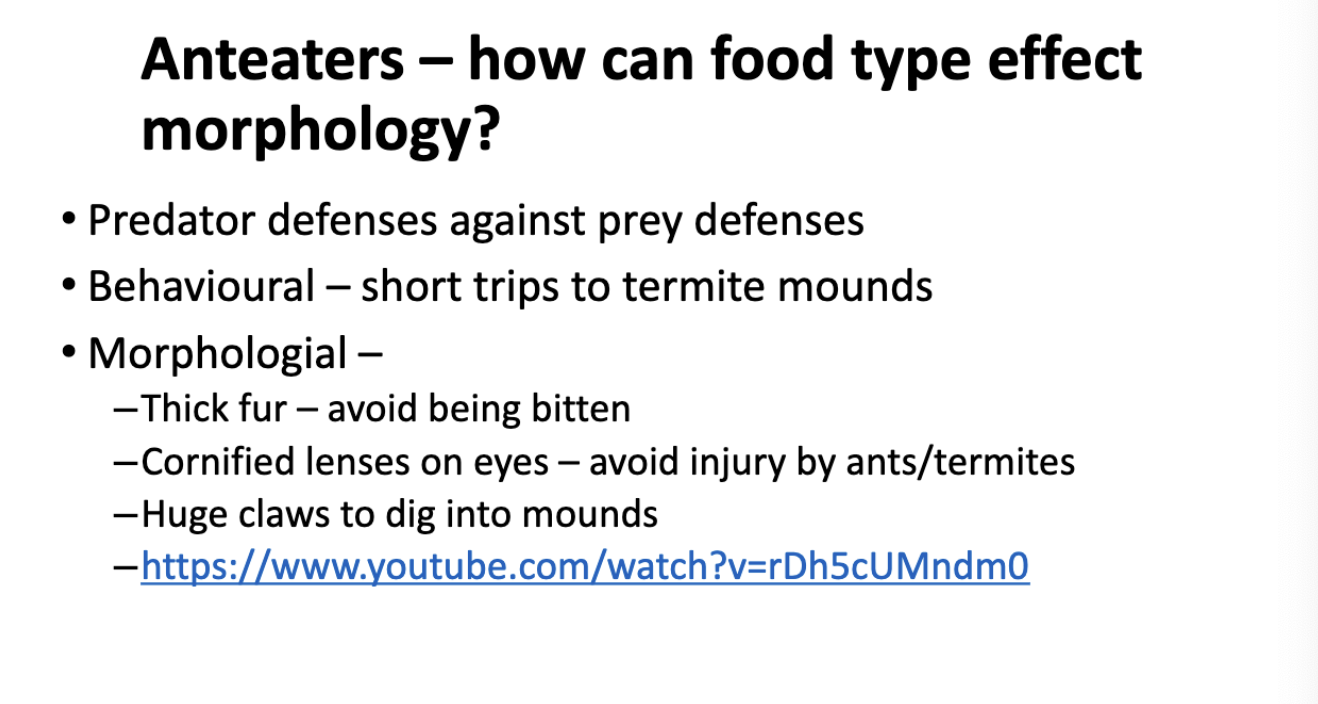 <p>-honeybee hives serve of informational centers</p><p>-whales are social filter feeders (struggles bc prey are tiny and these animals needs lots to live) </p><p>-Social fish feeders (prey are confusing, clumped together and ever moving, it is difficult to pick one out of the crowd)</p>