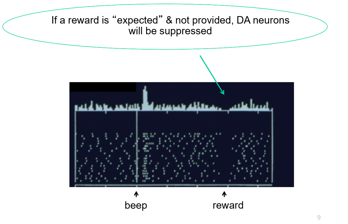 <p>DA neurons become suppressed</p>