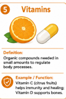 <p>Organic nutrients needed in small amounts to help normal body processes work.<br>Example: Vitamin D helps the body use calcium.</p>